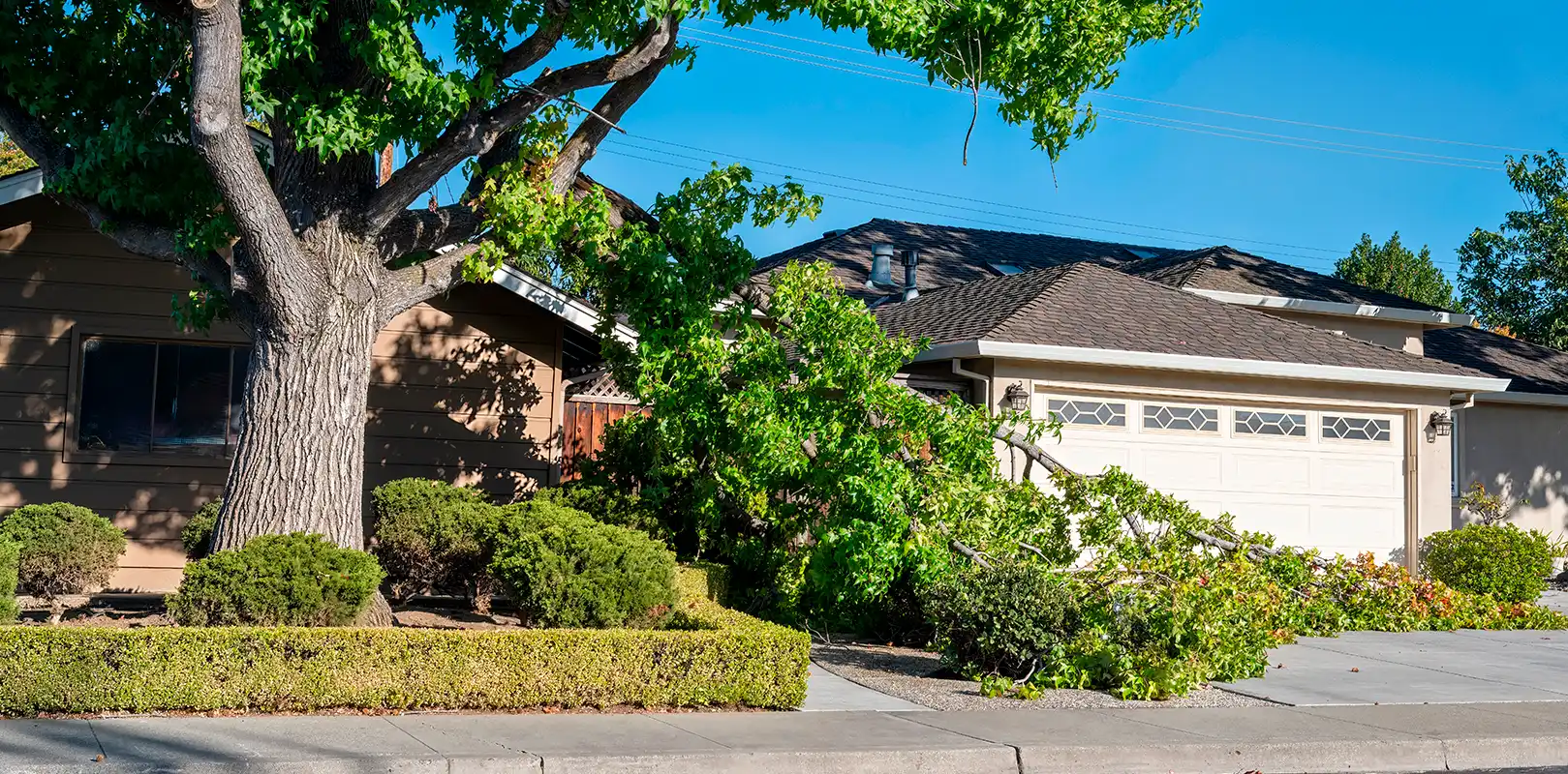 Emergency Tree Service 2