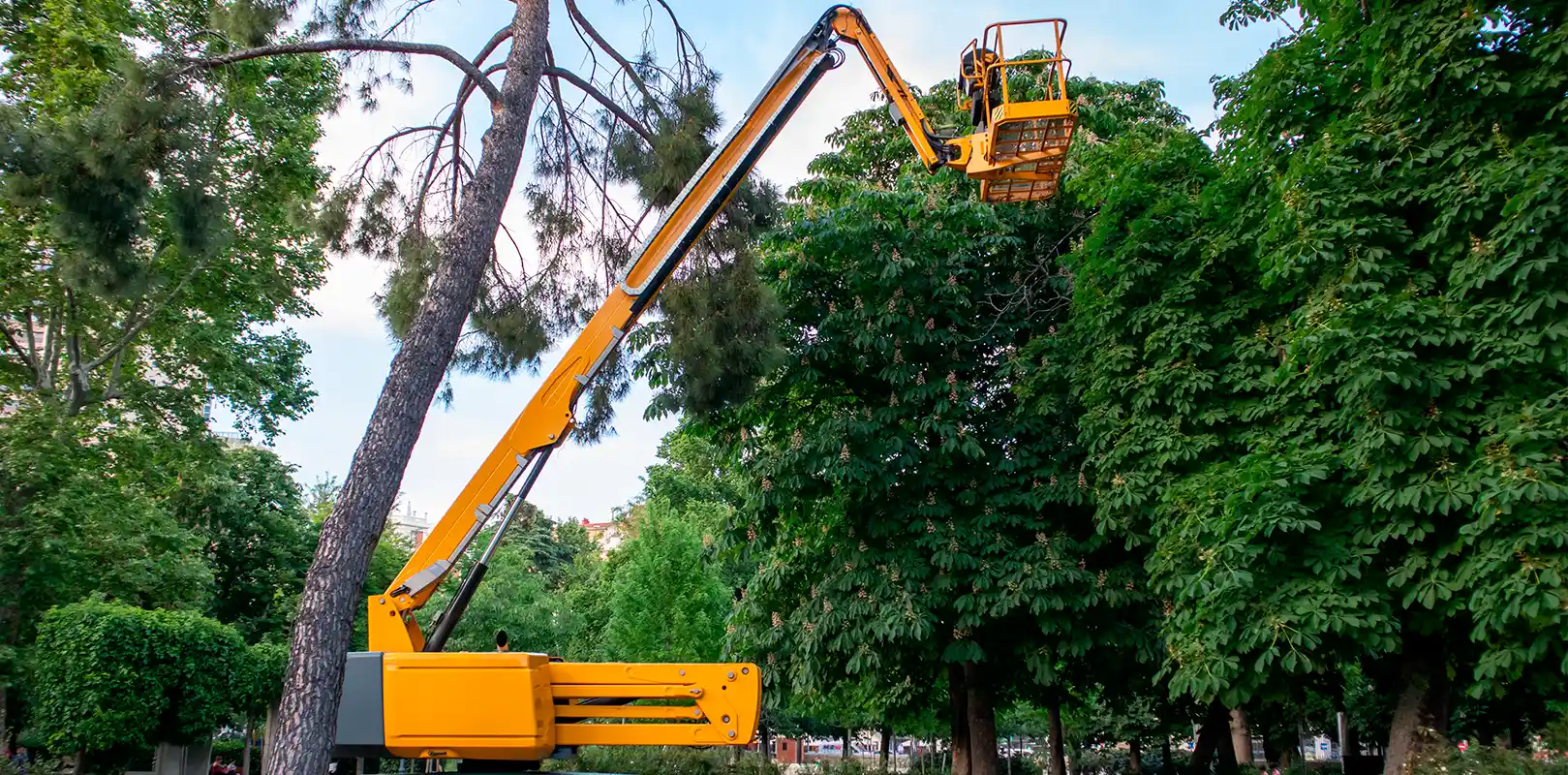Tree Cutting 2