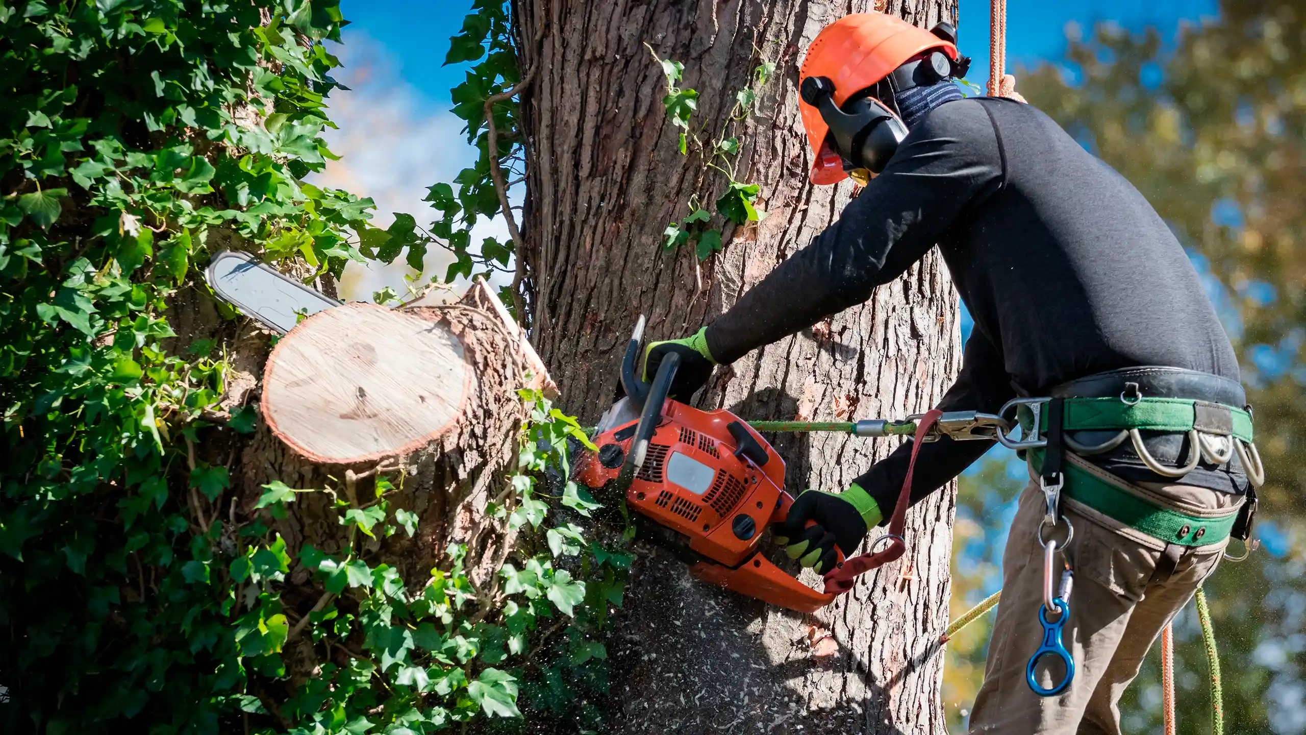 Tree Removal 2