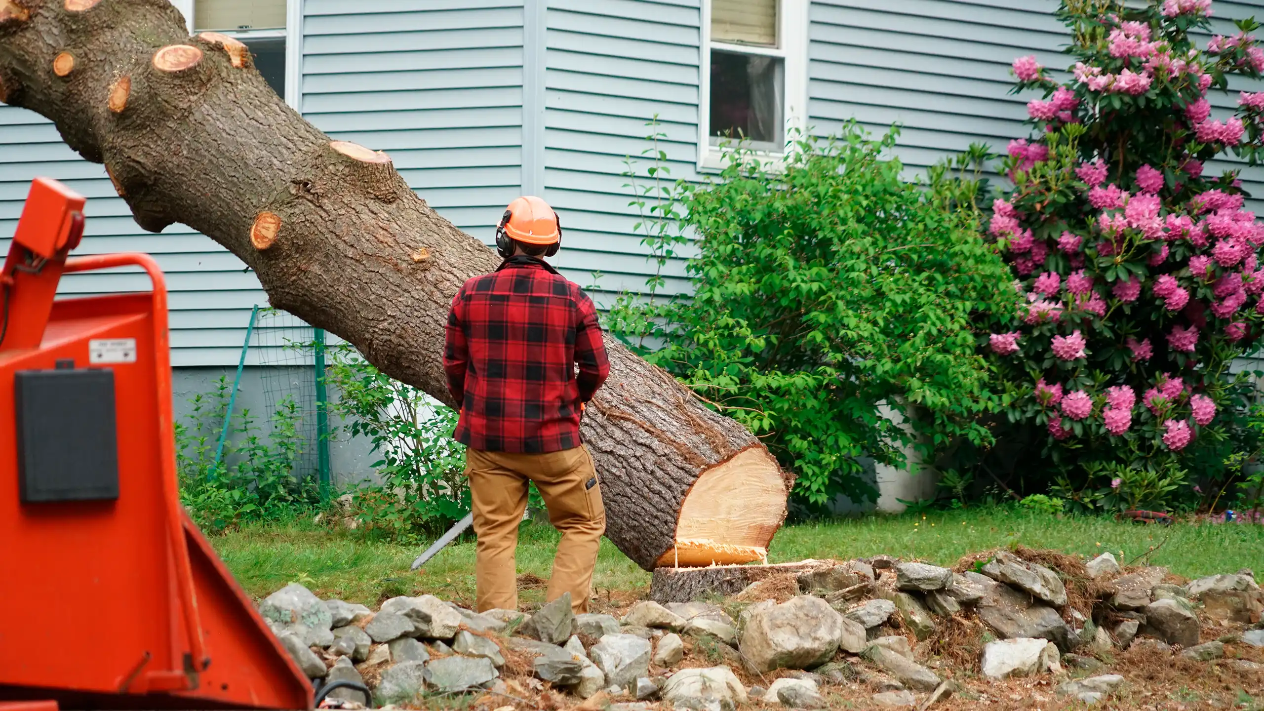 Tree Removal