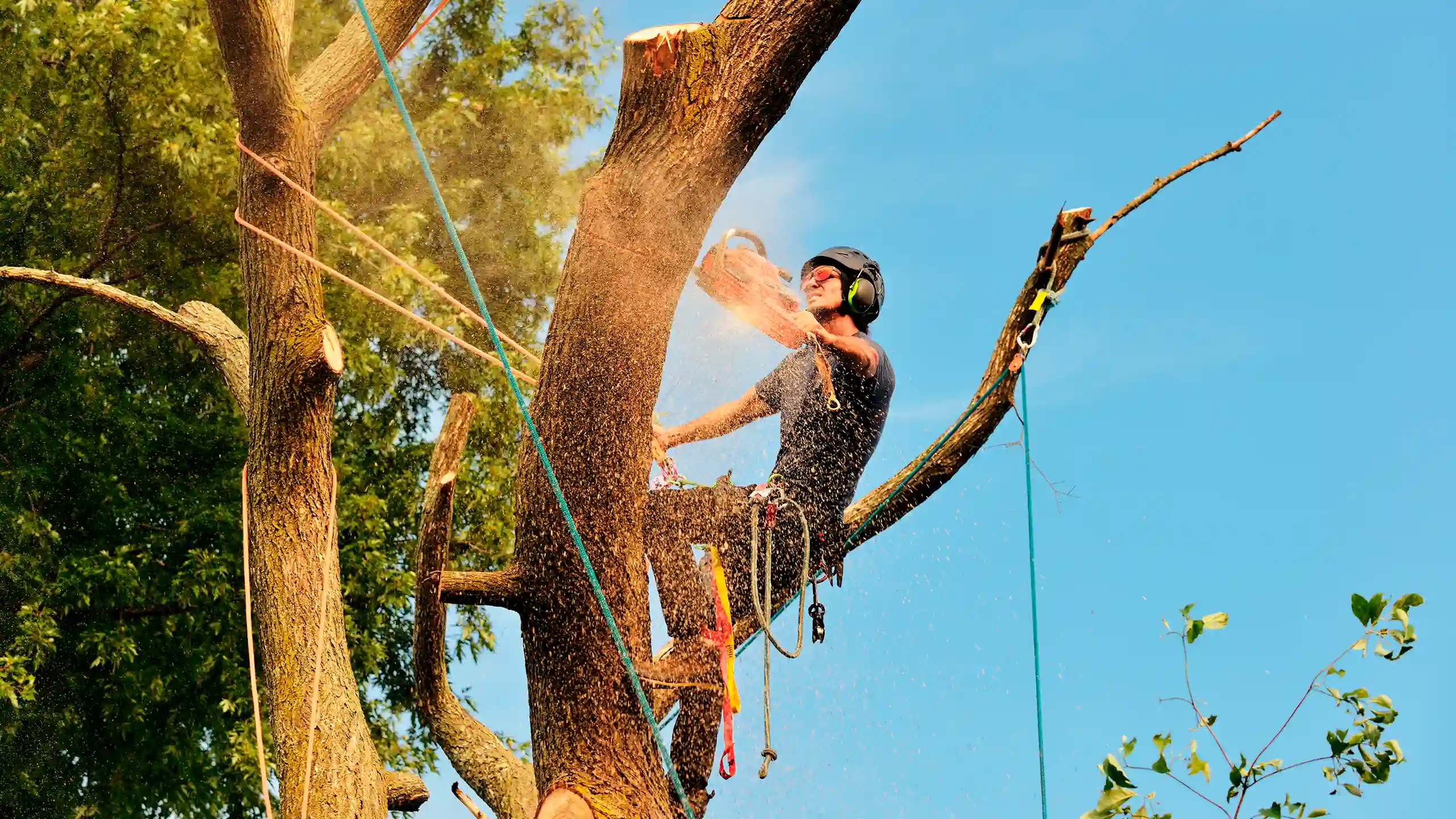 Tree Trimming 2