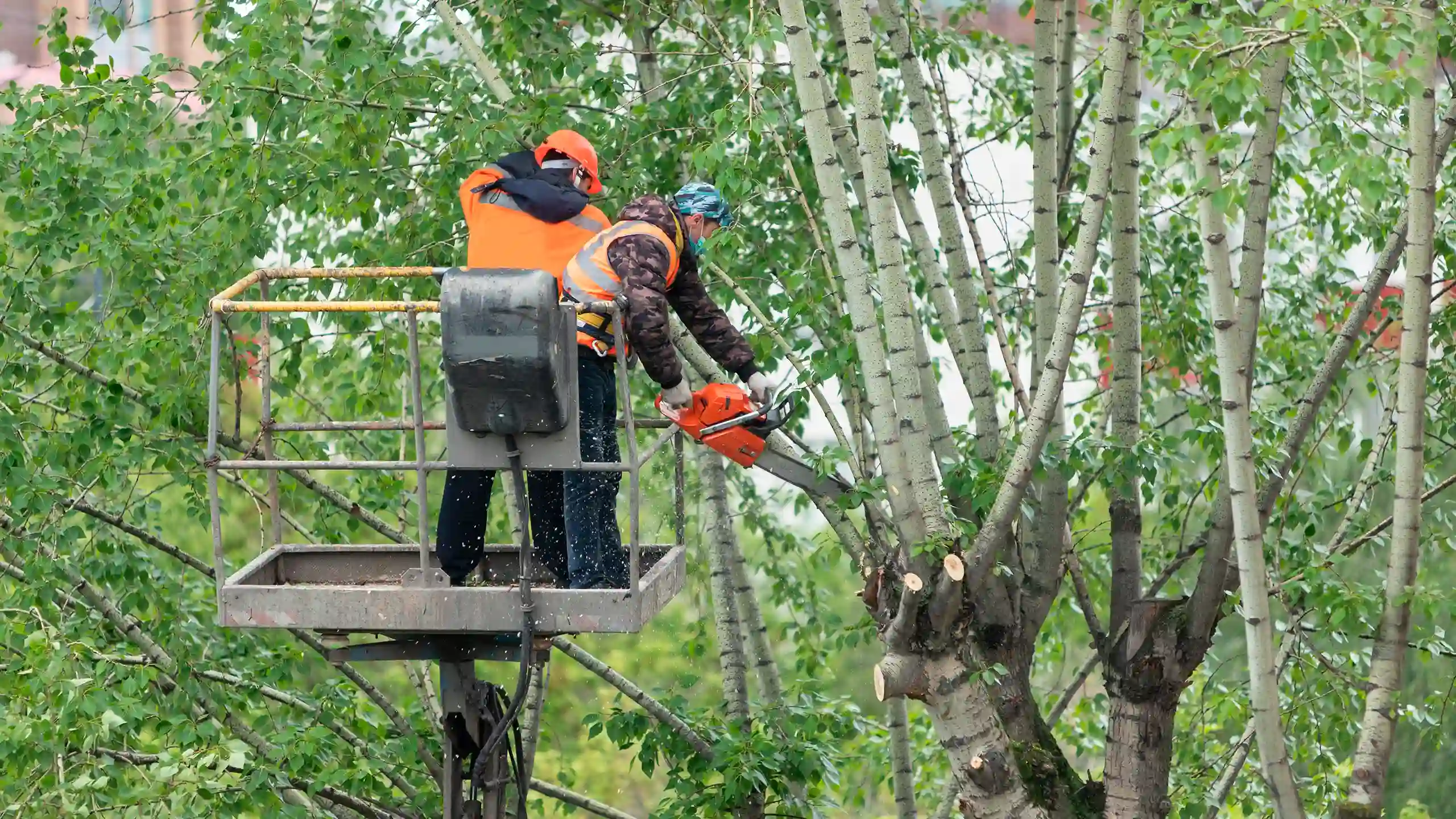 Tree Trimming 6