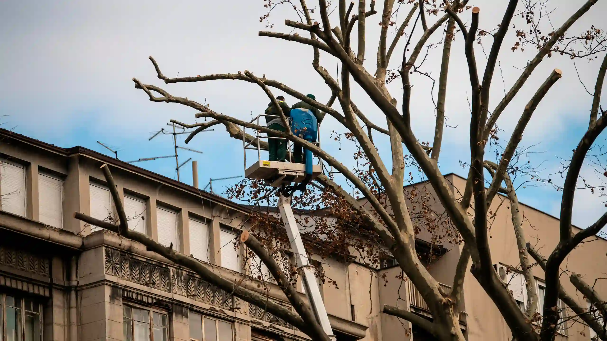 Tree Trimming 7