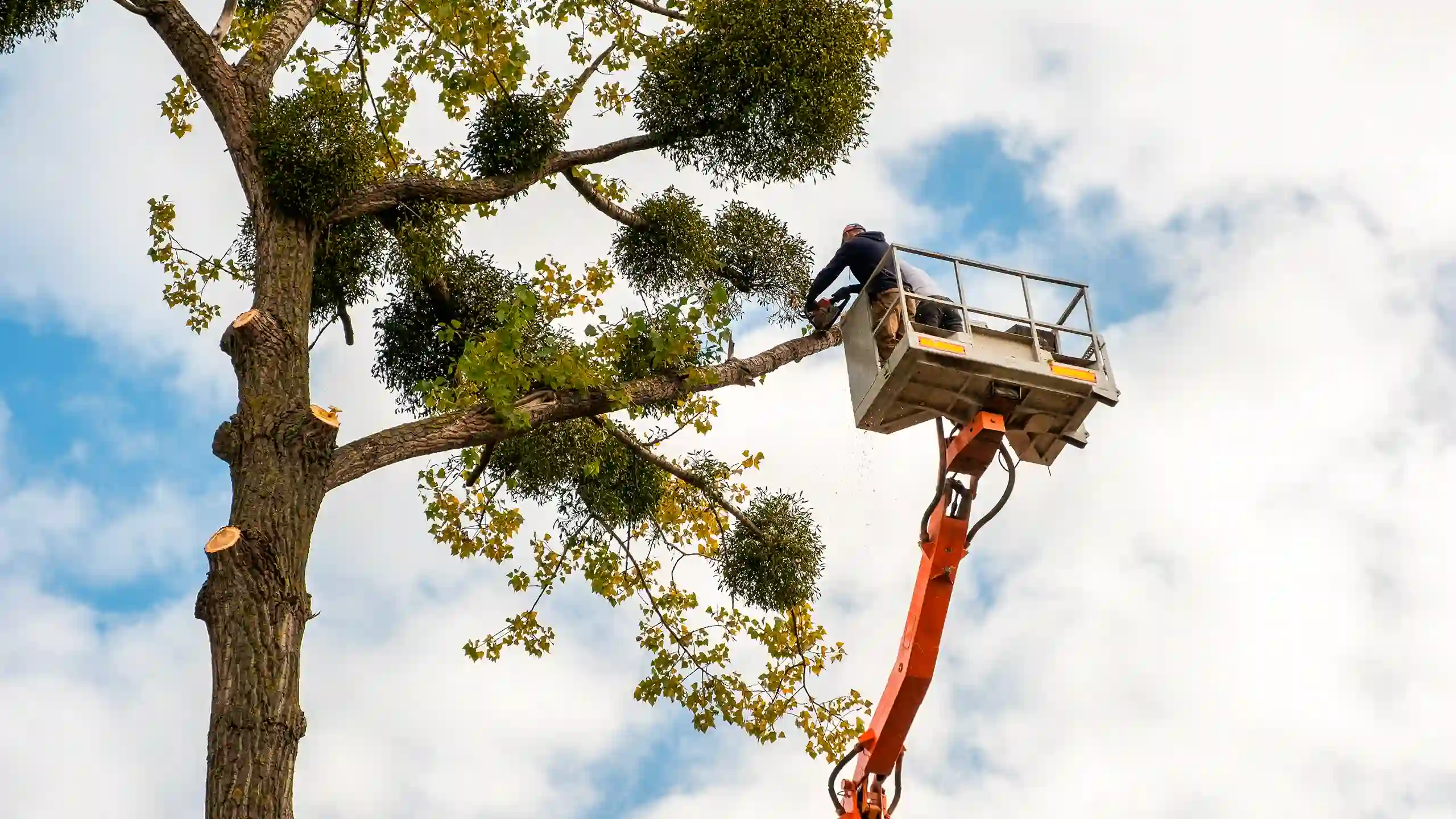 Tree Trimming 8
